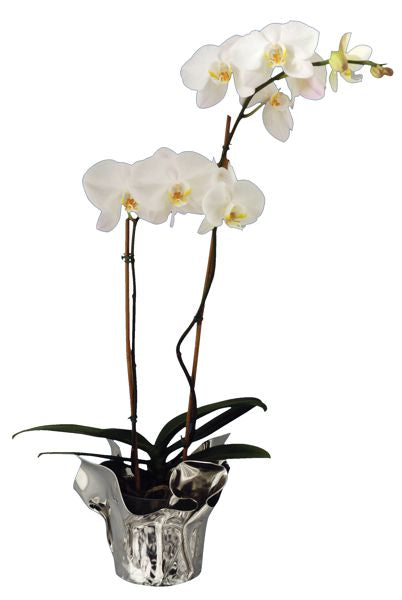 FLOWER POT FOR ORCHID 7